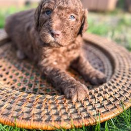 Goldendoodle Puppies from Cottonwood Farms