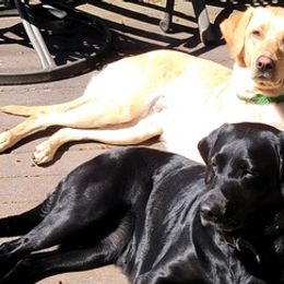 Labrador Retrievers from Johnston Labs