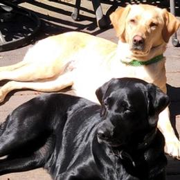 Labrador Retrievers from Johnston Labs