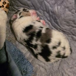 Willow - Blue merle female Miniature Australian Shepherd puppy in Las Vegas, Nevada from Marii's Aussies