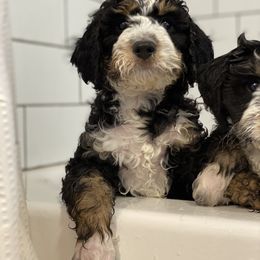 Australian Cattle Dog and Bernedoodle Puppies from Diamond U Doodles & True Grit Stockdogs