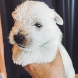Rikki - White female West Highland White Terrier puppy in Independence, Iowa from EClair's Havanese