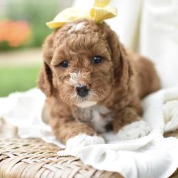Billie - Red  female Goldendoodle puppy in Berlin, Ohio from Doodle Babys
