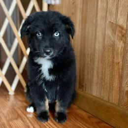Male 4 - Black tri-color male Australian Shepherd puppy in Smithville, Arkansas from Harris Farms and Aussies