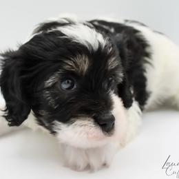 Artemis - Tri-color male Cavapoo puppy in Hendersonville, North Carolina from Grayfinn House