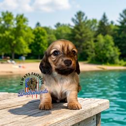 AFDs Millie - Cream female Dachshund puppy in Waverly, Ohio from Always Faithful Dachshunds