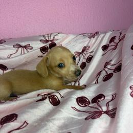 Bentley - Cream male Dachshund puppy in Lake City, Florida from My Ditzy Doxies of Florida