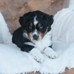 Red - Black tri-color male Australian Shepherd puppy in Yakima, Washington from Naches Heights Ranch