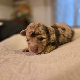 Boy 1 - Red merle male Aussiedoodle puppy in Junction, Utah from Sugar Doodles