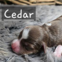 Cedar - Red tri male Miniature Australian Shepherd puppy in Paris, Texas from Blue Envy Mini Aussies