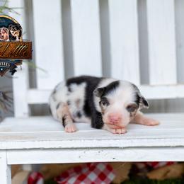 Reign - Blue merle male Miniature American Shepherd puppy in Granbury, Texas from Best Little Aussies