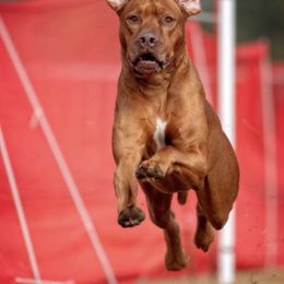 Rhodesian Ridgebacks from Orangewood RR