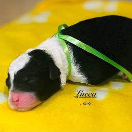 Pick Number 5 - Black and white male Sheepadoodle puppy in Spokane, Washington from Downriver Doodles