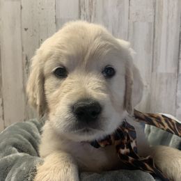 Golden Retriever Puppies from Mother of Pearl English Creams