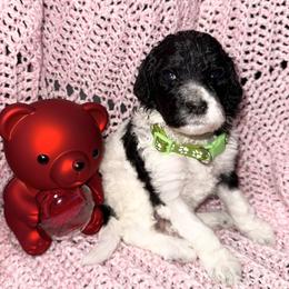 Cupid - Parti male Poodle puppy in League City, Texas from Chauffeured Poodles