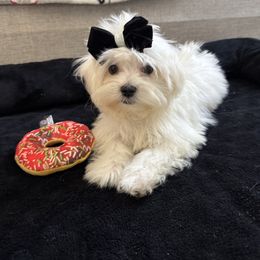 Girl (purple ) - White female Maltese puppy in Massachusetts from Happy Tail Yorkies and Maltese