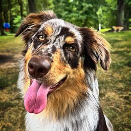 Luna - Australian Shepherd