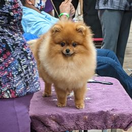 Jenna - Pomeranian