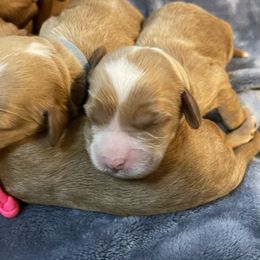 Australian Labradoodle Puppies from Kippy’s Farm Australian Labradoodles