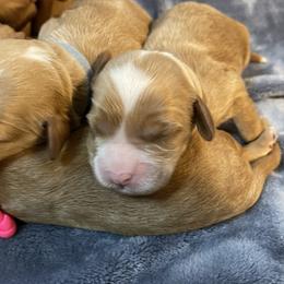Australian Labradoodle Puppies from Kippy’s Farm Australian Labradoodles
