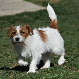 Ruby - Russell Terrier