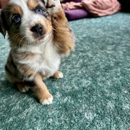 Muffin - Girl 3 - PENDING waitlist selection mid-Nov - Blue merle female Australian Shepherd puppy in Duluth, Minnesota from Frozen Nort Aussies