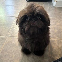 Mick - Shih Tzu