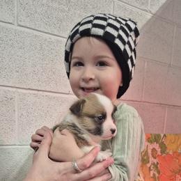Pembroke Welsh Corgi Puppies from Chrismark