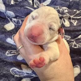 Polar - White and black female Dalmatian puppy in Travelers Rest, South Carolina from Cotton Top