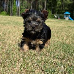 Girl 2 - Black and tan female Yorkshire Terrier puppy in Zebulon, North Carolina from Eastern Wake Yorkies