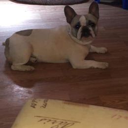 French Bulldogs from TLC Frenchies