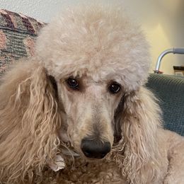 Bella - Poodle