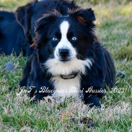 Johnny - Miniature Australian Shepherd