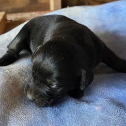 1st Pick Female - Black female Labrador Retriever puppy in Georgiana, Alabama from Long Creek Labradors