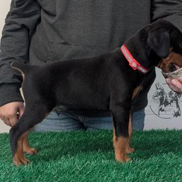Black Male Red Collar - Black and rust male Doberman Pinscher puppy in Spencer, Indiana from Jackson's Dobermans