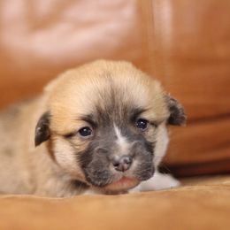 Pembroke Welsh Corgi Puppies from Ayers Acres Corgis