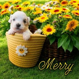 PIPER - White female Maltese puppy in Belleville, Michigan from Michigan Maltese Puppies