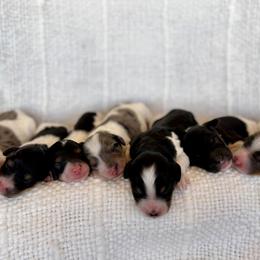 Bernedoodle puppies from Coco Avenue Pups