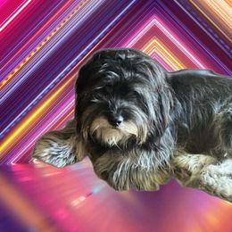 Ebby - Lhasa Apso
