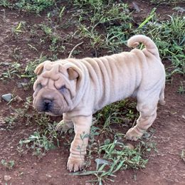 Girl 3 - Cream female Chinese Shar-Pei puppy in Elkin, North Carolina from Martini Shar-Pei