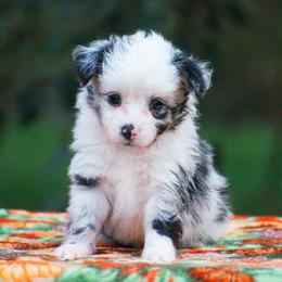 Paddington - Blue merle male Miniature American Shepherd puppy in Chocowinity, North Carolina from Foxtail Hollow
