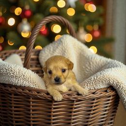 Blizzard - Red male Maltipoo puppy in St. George, Utah from Winchester Hills Poodles and Doodles