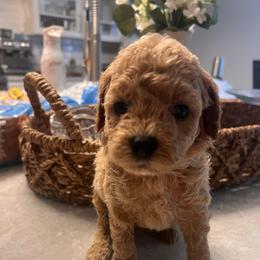 Elliott Lt. blue - male Cavapoochon puppy in Fairmont, West Virginia from Robin Nelson