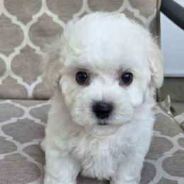 Pink - White female Bichon Frise puppy in Freehold, New Jersey from Michael & Nataliya's Pups