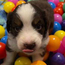 Bagel - Red tri-color male Australian Shepherd puppy in Bennett, Colorado from Alolan Angel Aussies