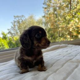 Ezra - Chocolate and tan male Dachshund puppy in San Diego, California from Enchantables