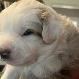 Snow - Blue merle Australian Shepherd puppy in Furlong, Pennsylvania from Apple Hill Aussies