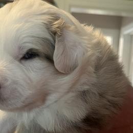 Snow - Blue merle Australian Shepherd puppy in Furlong, Pennsylvania from Apple Hill Aussies