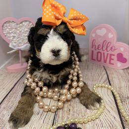 Female 4 - Tri-color female Bernedoodle puppy in Wytheville, Virginia from Pine Brook Pups
