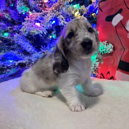 DipNDot - Dachshund puppy from DoxiRose